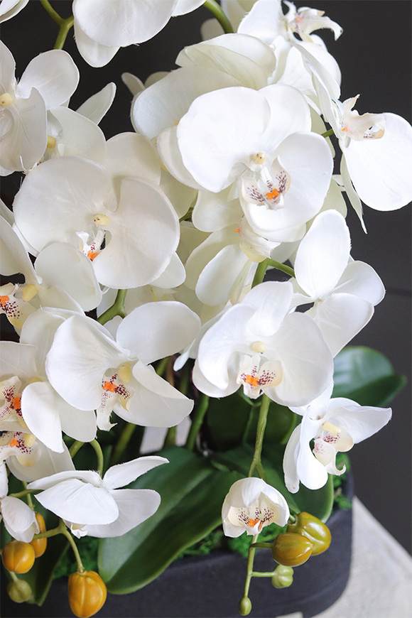 Black Resta, nowoczesny storczyk w czarnej osłonce