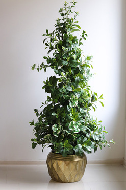 New Green GoldLine, drzewko sztuczne kolumnowe w donicy, wys.160cm