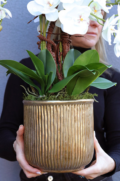 Antique Modern, elegancki storczyk w złotej osłonce