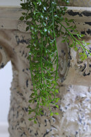 Bizett, sukulenty w ozdobnej donicy