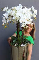 Golderia, elegancki storczyk podłogowy w złotej donicy, wys.130cm