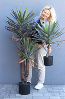 Jukka Florida, sztuczna roślina drzewko