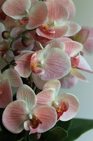 Pink Leolia, sztuczny gumowy storczyk z sukulentami