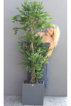 Fikus Benjamin Concrete, sztuczna roślina w betonowej  donicy, wys.180cm