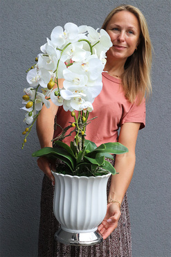 Meleusa Big, storczyk w białym pucharze, wys.72cm  