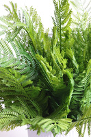 Annata White, paproć w białej donicy