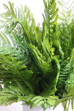 Annata White, paproć w białej donicy, wys,41cm 