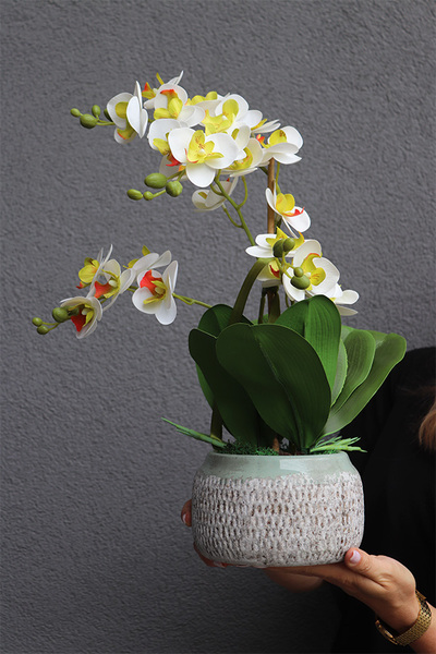 Nereta, gumowy storczyk w donicy etno