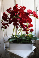 Reddanita, storczyk w biało-srebrnej donicy, wys.70cm 