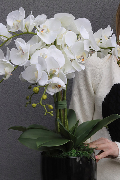 Simplicita Black, sztuczny storczyk w czarnej donicy