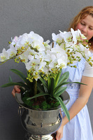 Eveline Elegance Albina, gumowy storczyk w pucharze