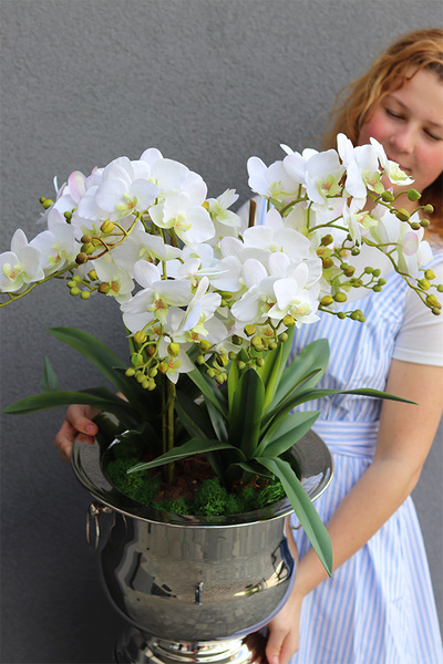 Eveline Elegance Albina, gumowy storczyk w pucharze