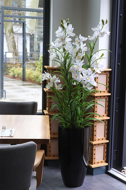 Ambasador Grande Fiberglass, duży storczyk w czarnej donicy,wys.166cm