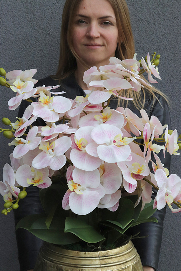 Goldi Pink, jasno pudrowy w złotej donicy, wys.65cm