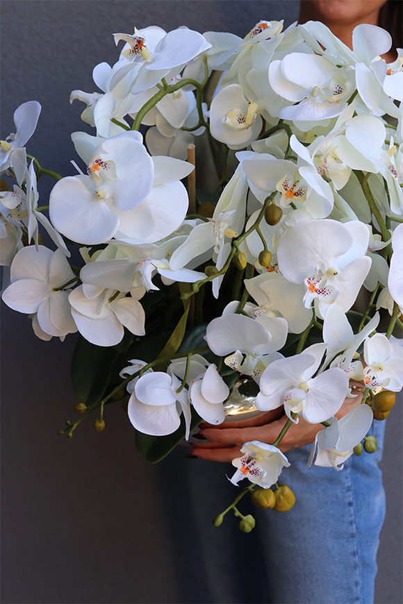 Pompadour Silver 2, efektowny storczyk w srebrnej misie