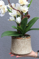 Deligeta, gumowy storczyk cymbydium w doniczce, wys.56cm