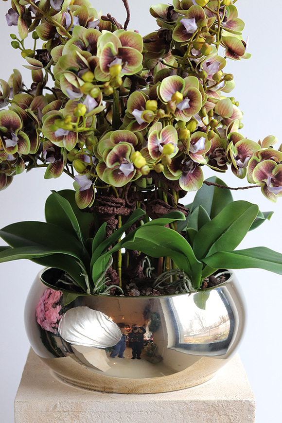 Kosmos Quemada, gumowy storczyk w ozdobnej misie