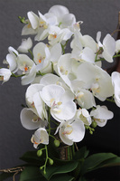 Melona, sztuczny storczyk w szarej osłonce