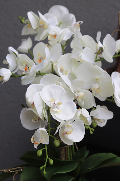 Melona, sztuczny storczyk w szarej osłonce