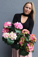 doniczkowa hortensja Różowo-Zielona, wysokiej jakości sztuczne kwiaty