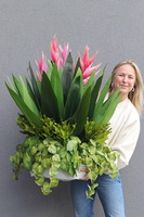 Helikonia Saute Round, kompozycja kwiatowa do Twojej donicy