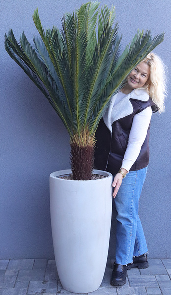 Cykas Ibis Concrete, sztuczna roślina w betonowej donicy