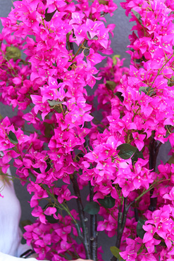 Bugenwilla Fiberglass, sztuczne drzewko w donicy, wys.235cm