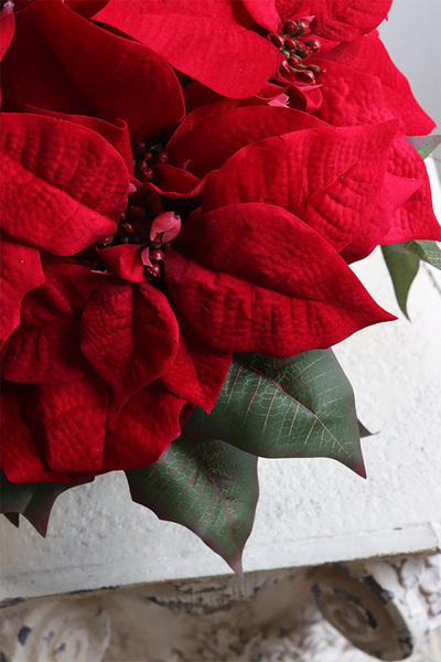 Simplena, wysokiej jakości Gwiazda Betlejemska