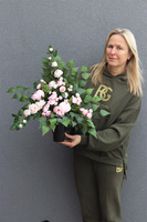 Angielska Róża, bukiet nagrobny we wkładzie do wazonu