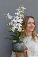 Etnicity, sztuczny storczyk w doniczce