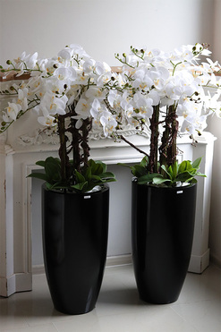 Biała Komnata Grande, biały storczyk w czarnej donicy z fiberglass, wys.134cm 