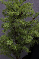 Cedr Gold Moment, świąteczna choinka w donicy drzewko