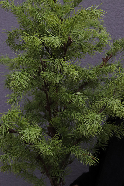 Cedr Gold Moment, świąteczna choinka w donicy drzewko