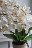 Selania Cream, sztuczny storczyk