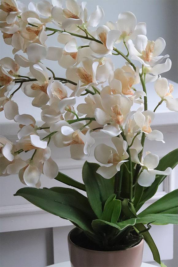 Selania Cream, sztuczny storczyk