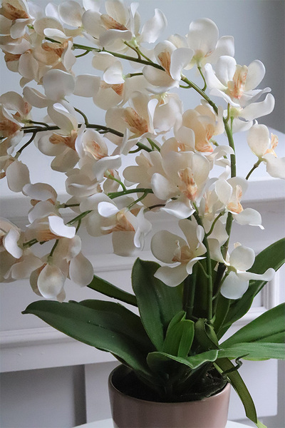 Selania Cream, sztuczny storczyk