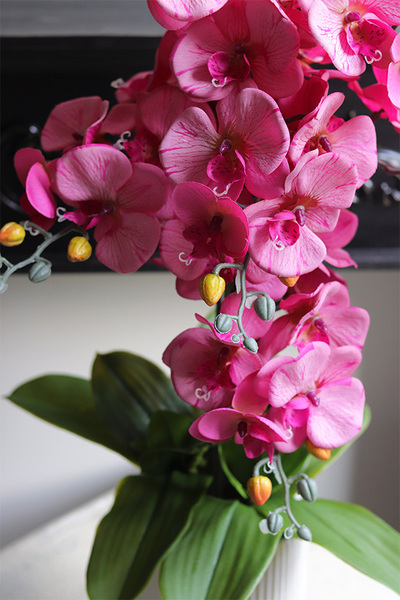 Pink Lediani, różowy storczyk w białej doniczce