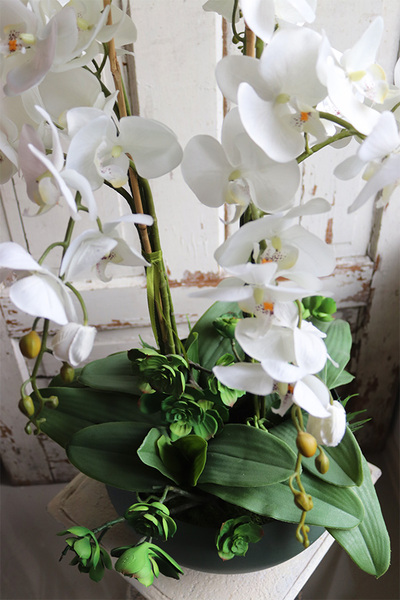 Greenera, storczyk z sukulentami w metalowej misie, wys.88cm 