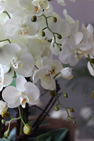 Eveline Elegance, sztuczny storczyk w pucharze