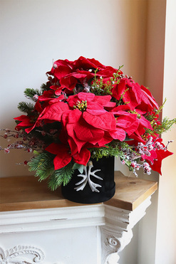 Velurro Gwiazda Betlejemska, flowerbox zimowy, wys.45cm 