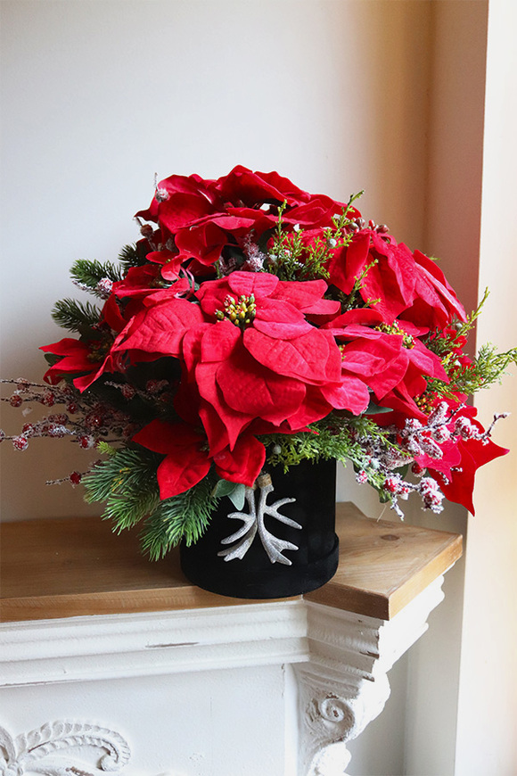 Velurro Gwiazda Betlejemska, flowerbox zimowy
