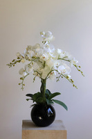 Globe, storczyk w czarnej donicy kuli