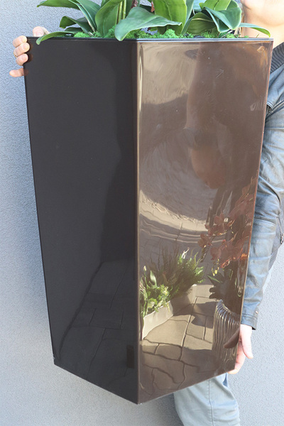 Chocolate Mediolan Grande 2, duży storczyk w wysokiej donicy