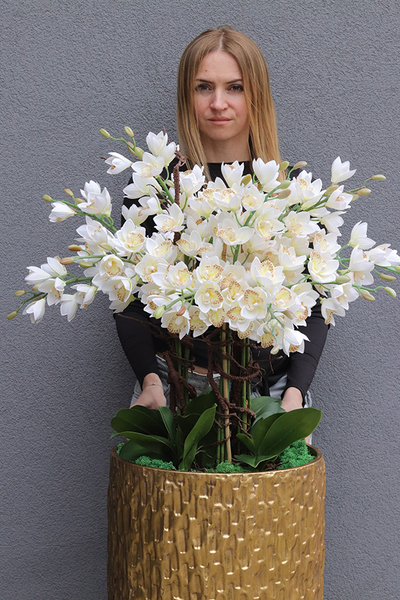 Golden Palace Cymbydium, wysoki storczyk podłogowy