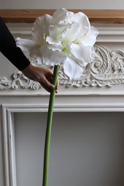 Amarylis White Premium, biały kwiat amarylisa, dł.97cm
