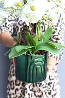 Dark Green Moment, storczyk w granatowej doniczce