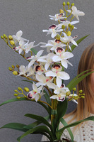 Etnicity, sztuczny storczyk w doniczce