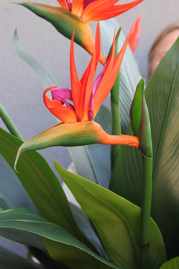 Strelicja Saute Round, kompozycja kwiatowa do Twojej donicy