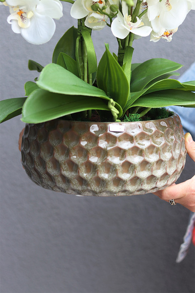 Borgio Nedila, sztuczny storczyk w brązowej osłonce