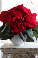 Simplena, wysokiej jakości Gwiazda Betlejemska